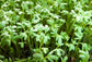Upland Cress - Seeds - Non Gmo - Heirloom Seeds – Microgreen Seeds - Fresh 2022 USA Garden Seeds - Grows Fast!