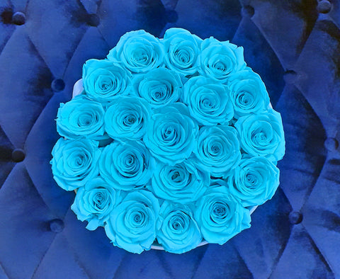 tiffany blue roses plant