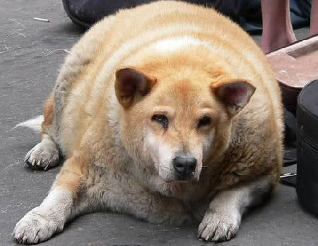 Chow_Hound_large.jpg