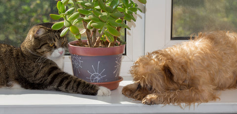 plants that are safe for dogs and cats