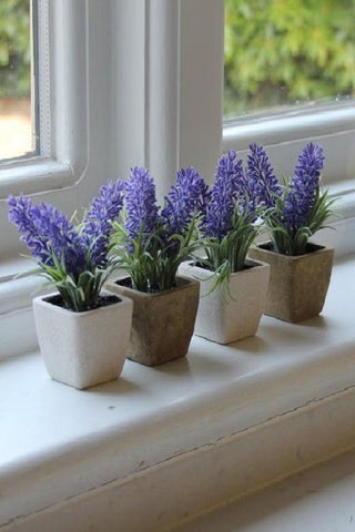 Lavender plant for better sleep