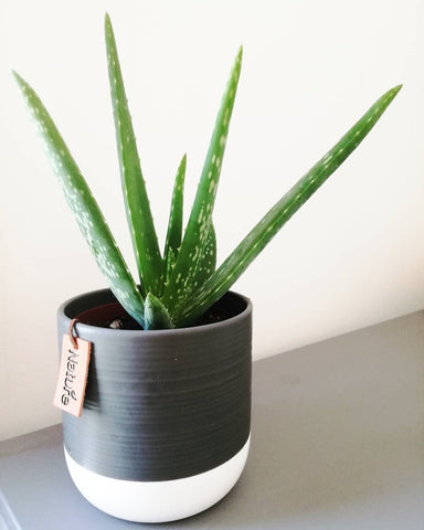 Aloe vera plant for better sleep