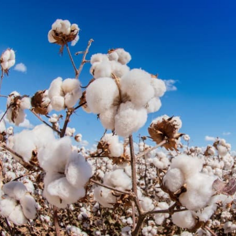 Cotton Plant to produce cotton sheets