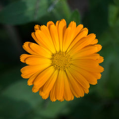 Calendula officinalis flower