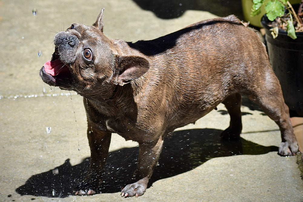 can dogs drink alkaline water