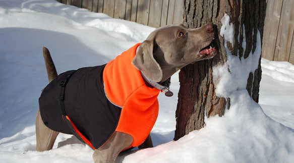 snow coat for dogs