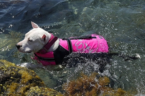 hurtta dog life jacket