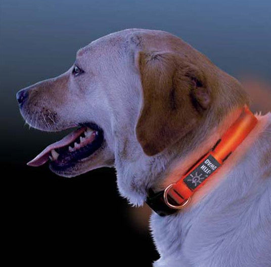 purple led dog collar