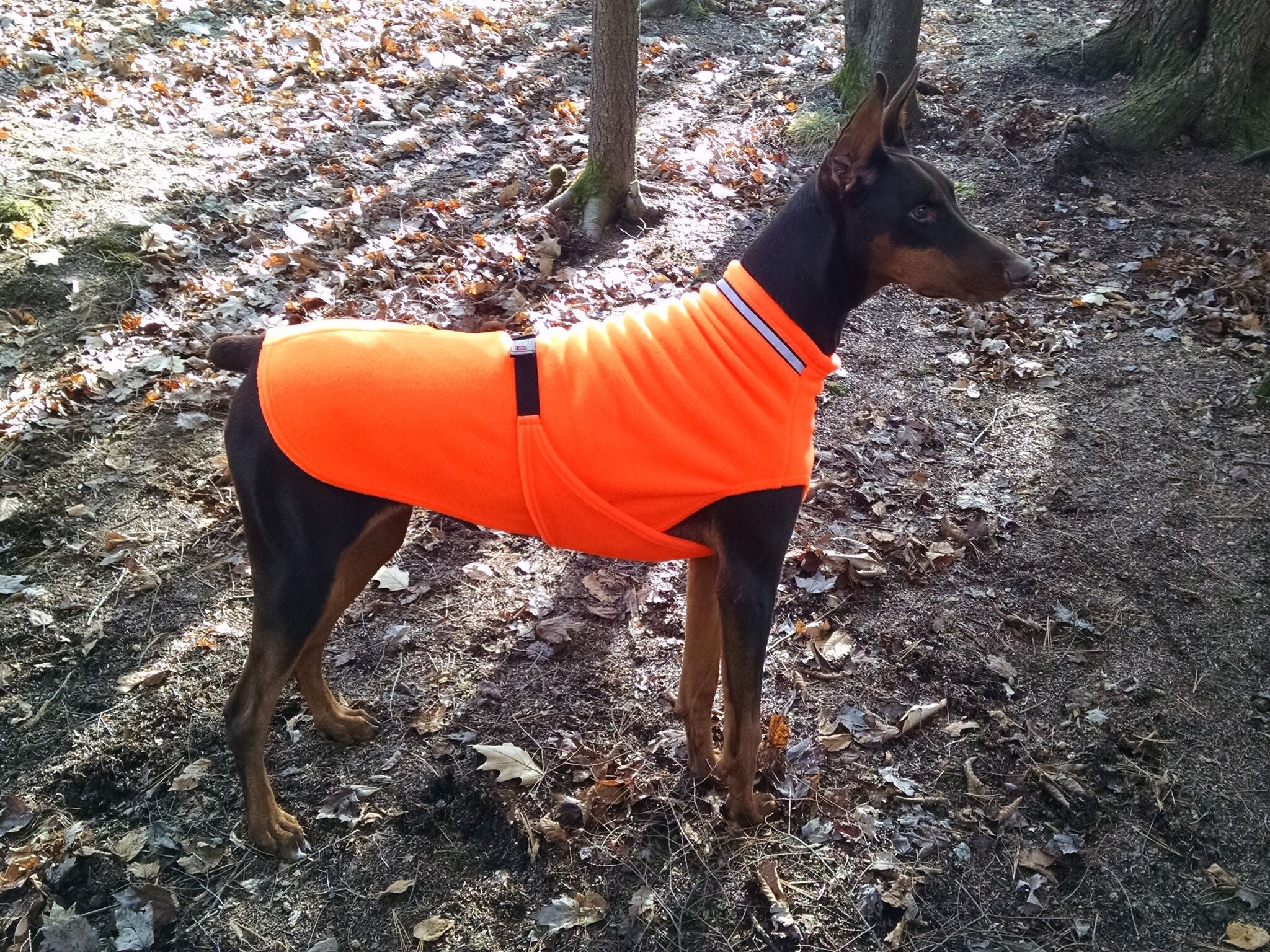 doberman sweaters for dogs