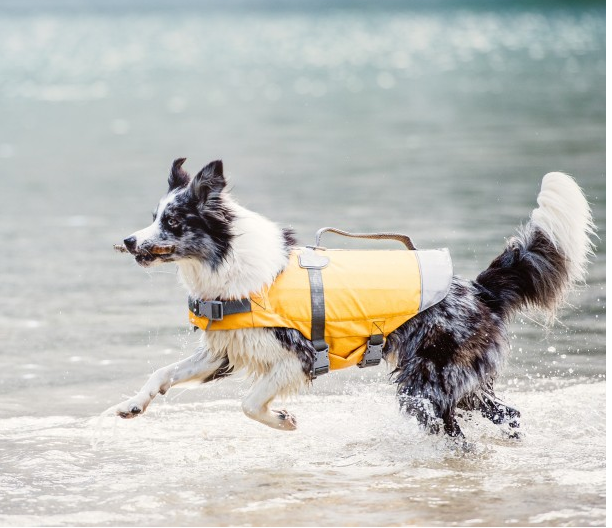 hurtta dog life jacket