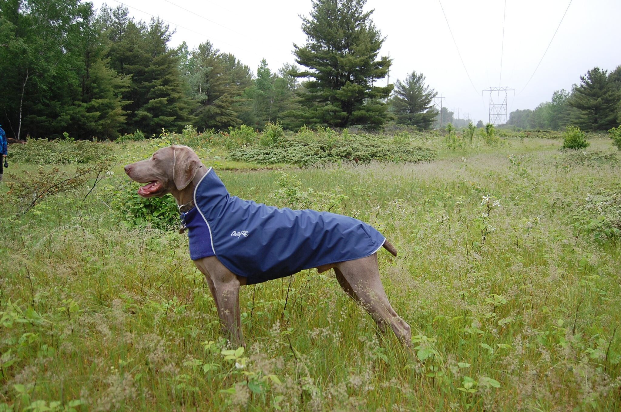 trail blazers dog jersey