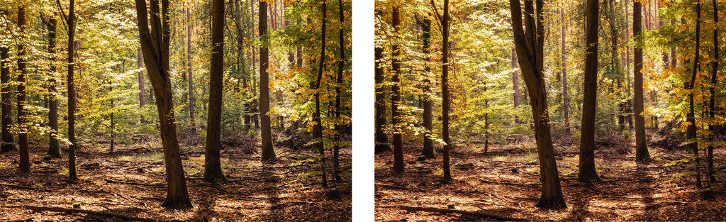 Woodland scenery. Before and after applying the Orton affect in Photoshop. 
