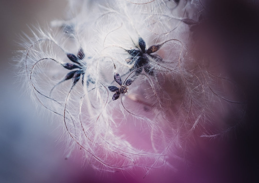 Makro abstrakt fotografi om klematisfrö står och rosa bär.