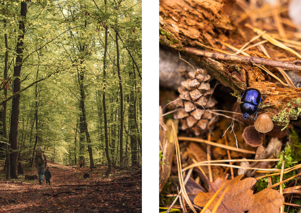 Familienausflug in den Wald und Sichtung eines blauen Käfers