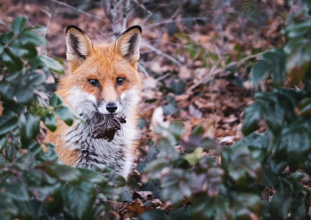 Räv som äter en råtta i en park i Berlin på morgonen