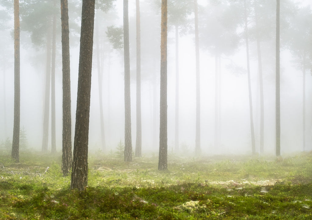 Trees in a foggy forest in the northern part of Sweden