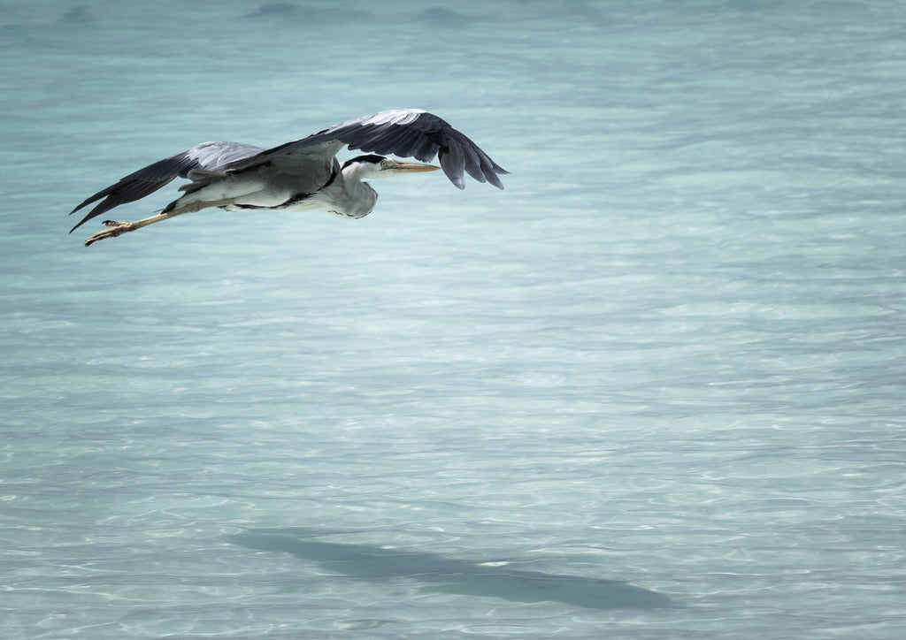 Heron flying over a teal sea