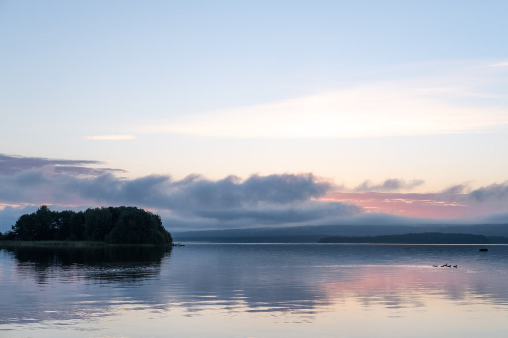 A family of duck swimming in the cold water during a summer morning sunrise