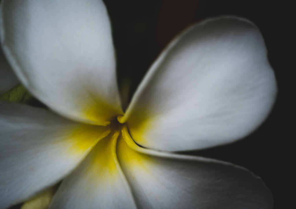 White flower with yellow centre and a dark background
