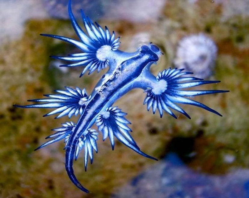 Blue Dragon sea slug