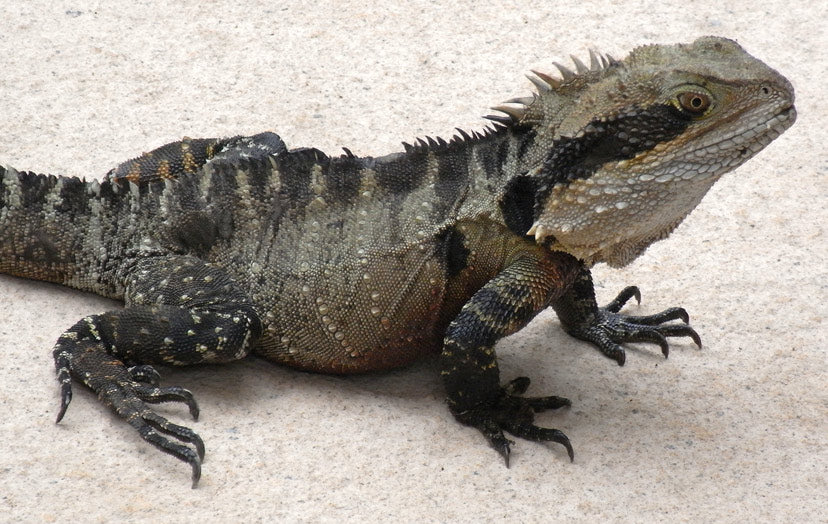 Eastern Water Dragon