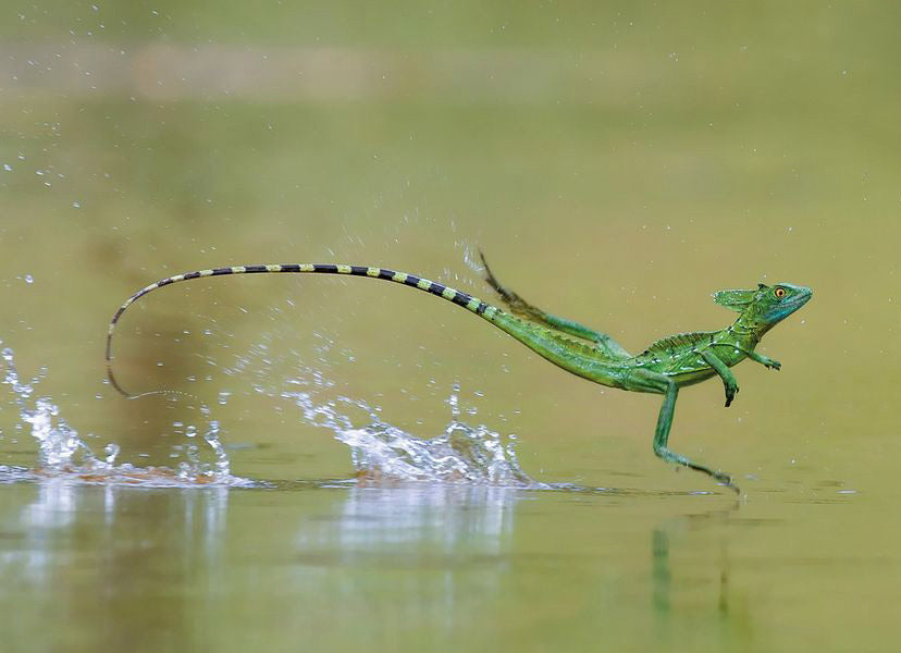 Jesus Christ Lizard running on water