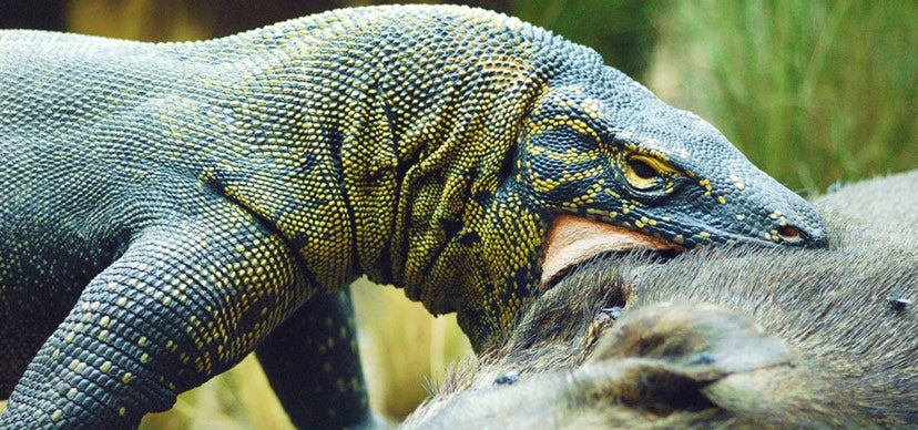 Komodo Dragon eating