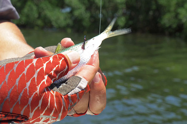 How to Hook Live Bait Salty Scales