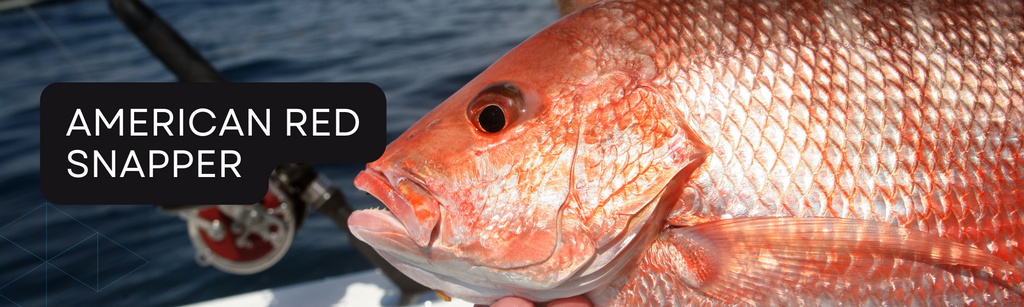 American Red Snapper Fishing 