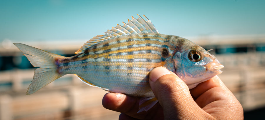 LARGE PINFISH TRAP W/ WELL RD