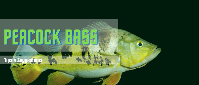 How to Catch Peacock Bass - Ultimate Guide!