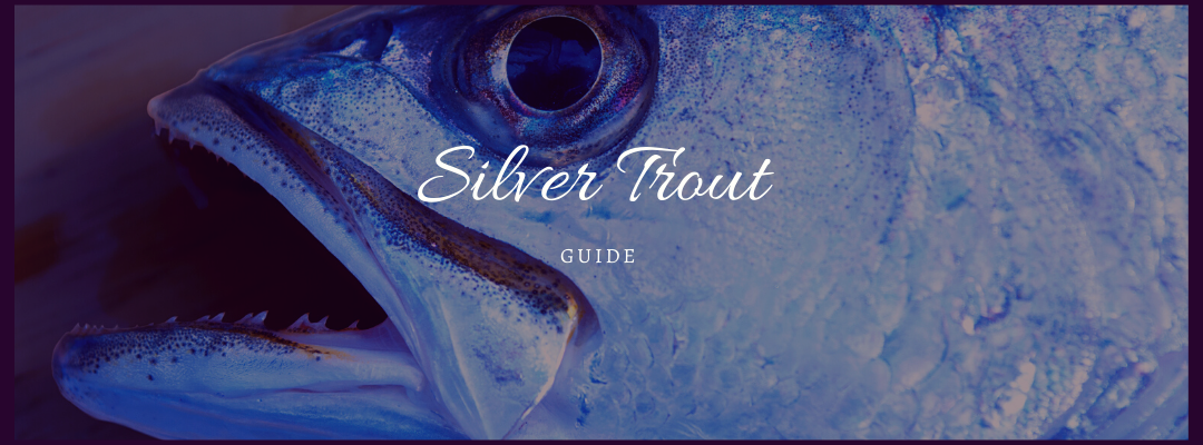 Silver Trout Fishing 