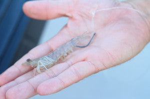 How to Rig a Live Shrimp for Fishing