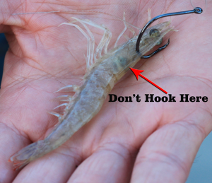 Horn Hooked Shrimp
