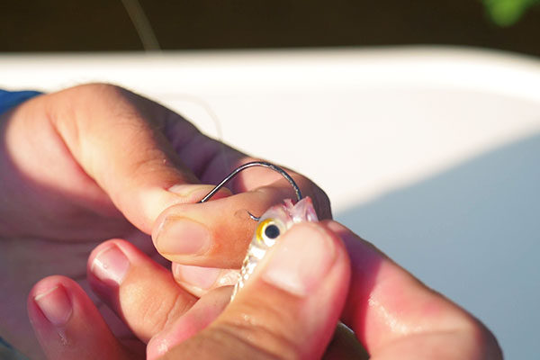 How to hook live bait 