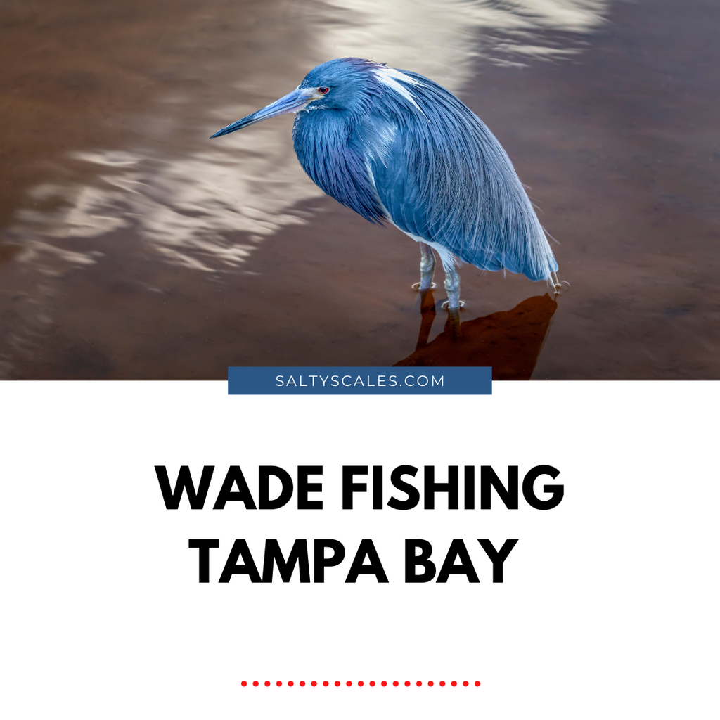 Wade Fishing Tampa Bay Tips