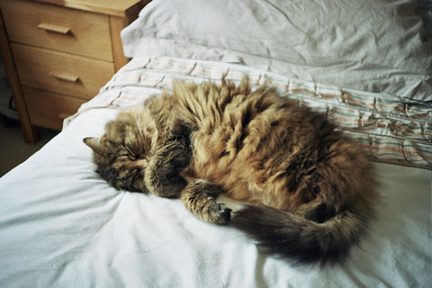 Katze liegt auf dem Bett 