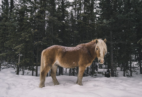 Pferd im Schnee