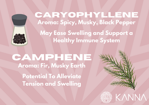 camphene and caryophyllene information