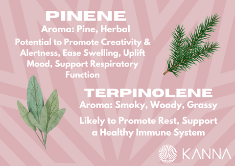 terpene information on pinene and terpinolene