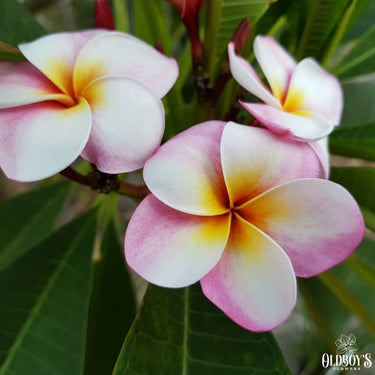Frangipani | Bare-rooted | Ready To Plant | Oldboy's Flowers