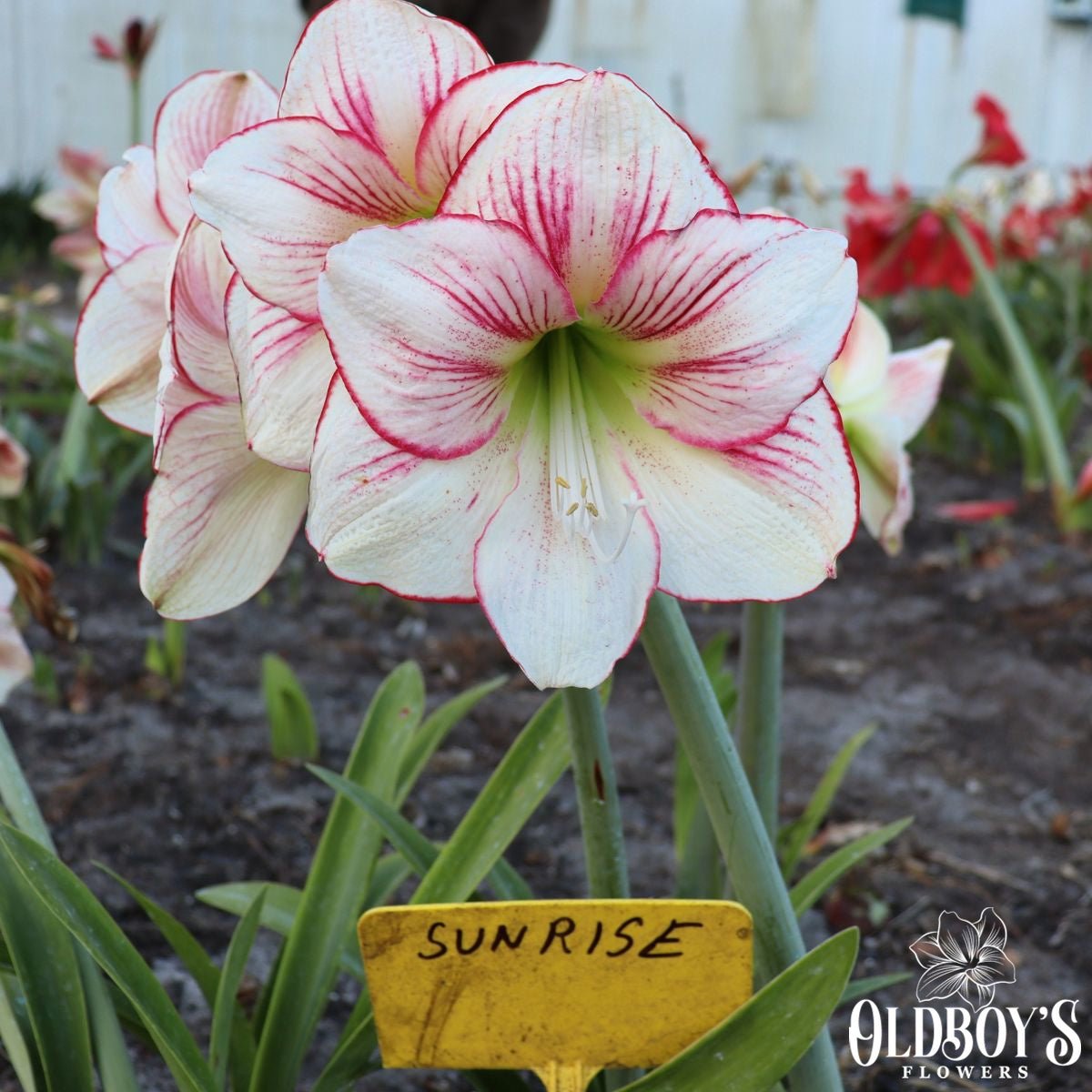 Hippeastrums | Amaryllis | Bulbs | Oldboy's Flowers