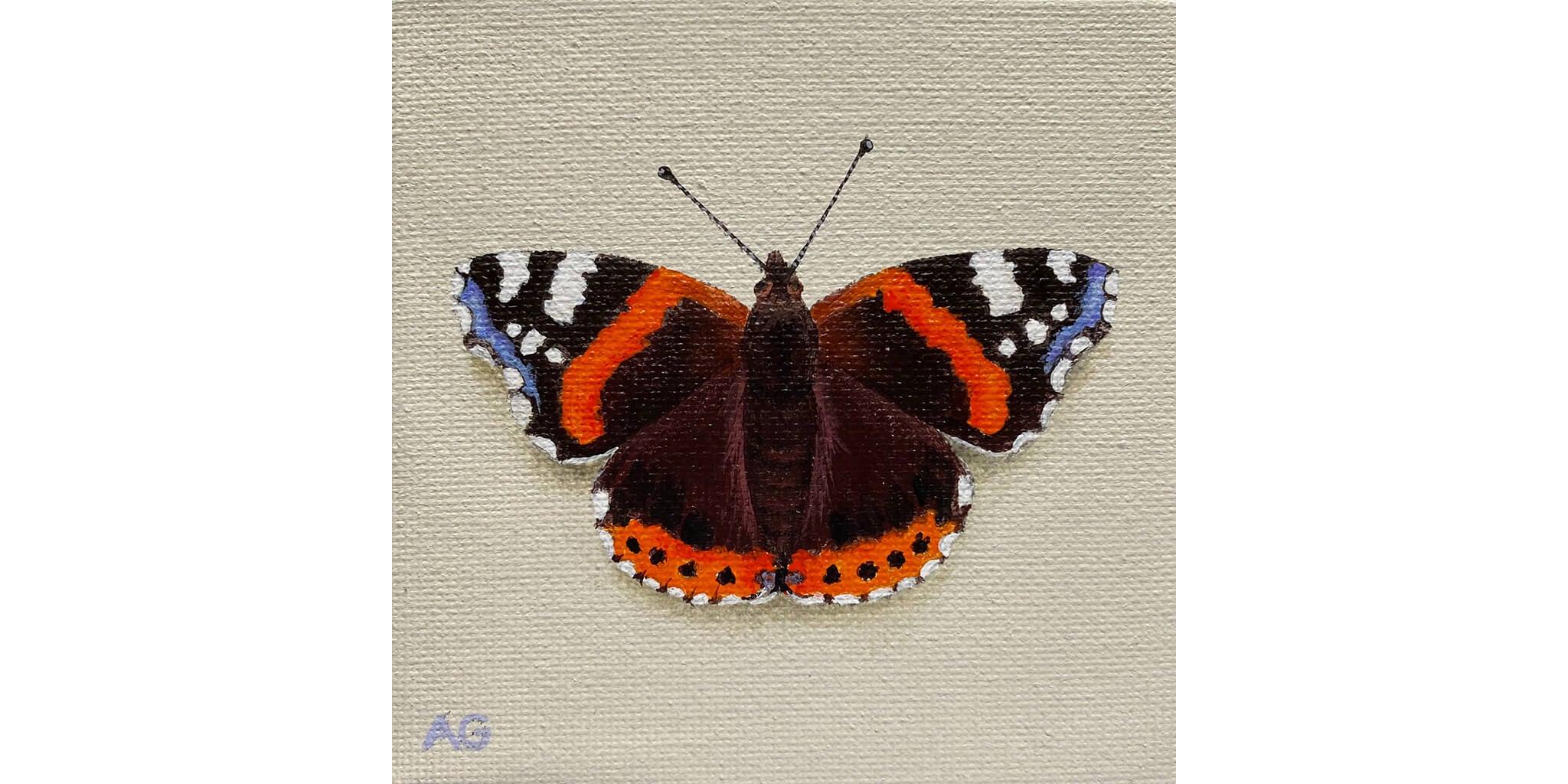 Red Admiral Butterfly by Amanda Gosse