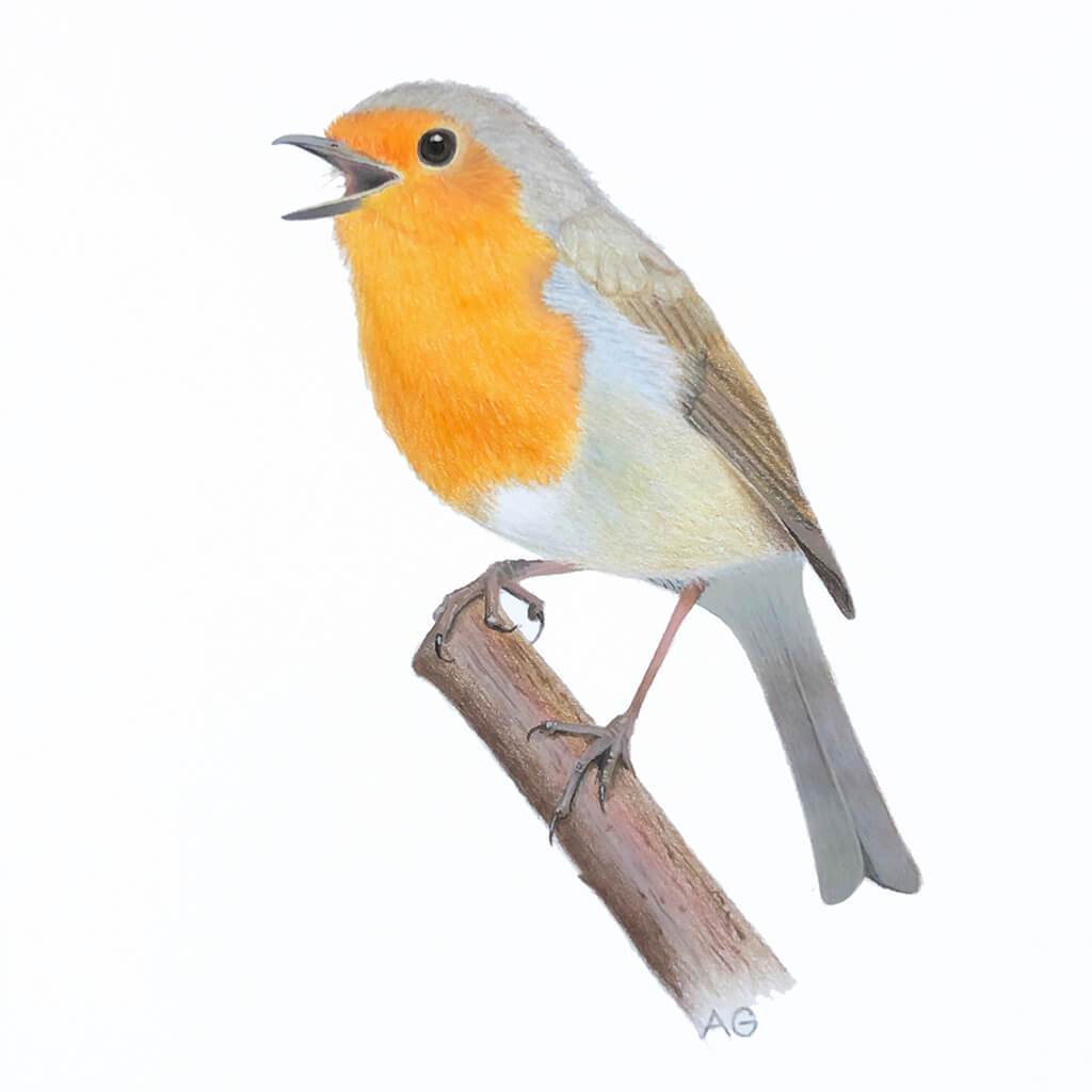 European Robin by Amanda Gosse bird artist