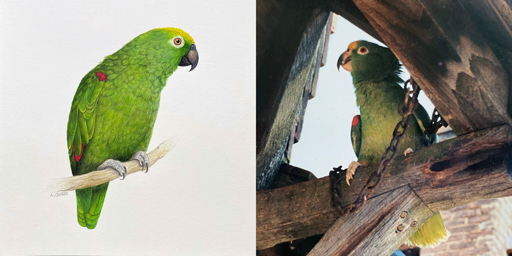 Maestro, a painting by bird artist amanda gosse of a green parrot that was the family pet for many years