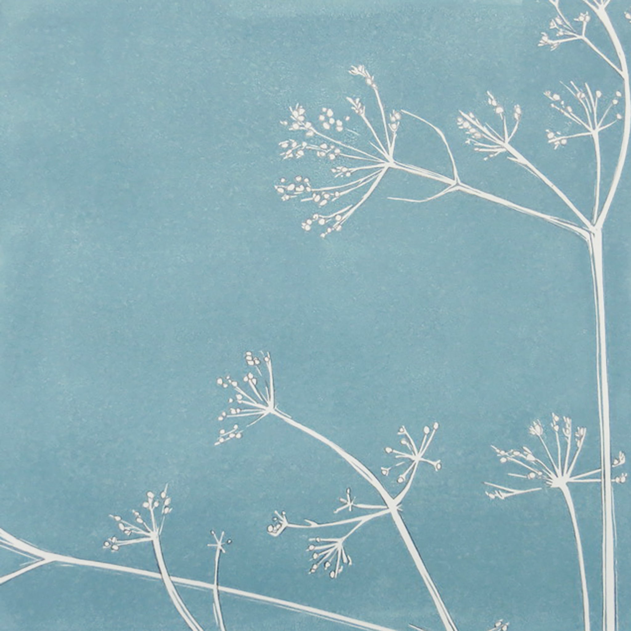 Cow Parsley by Sarah Knight