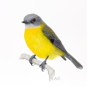 Eastern Yellow Robin by Amanda Gosse