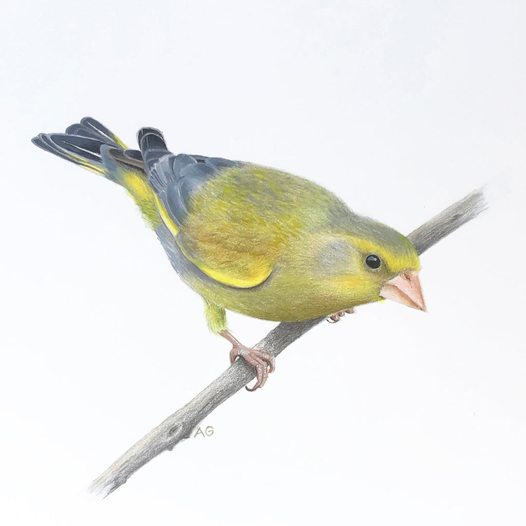 Greenfinch by Amanda Gosse bird artist