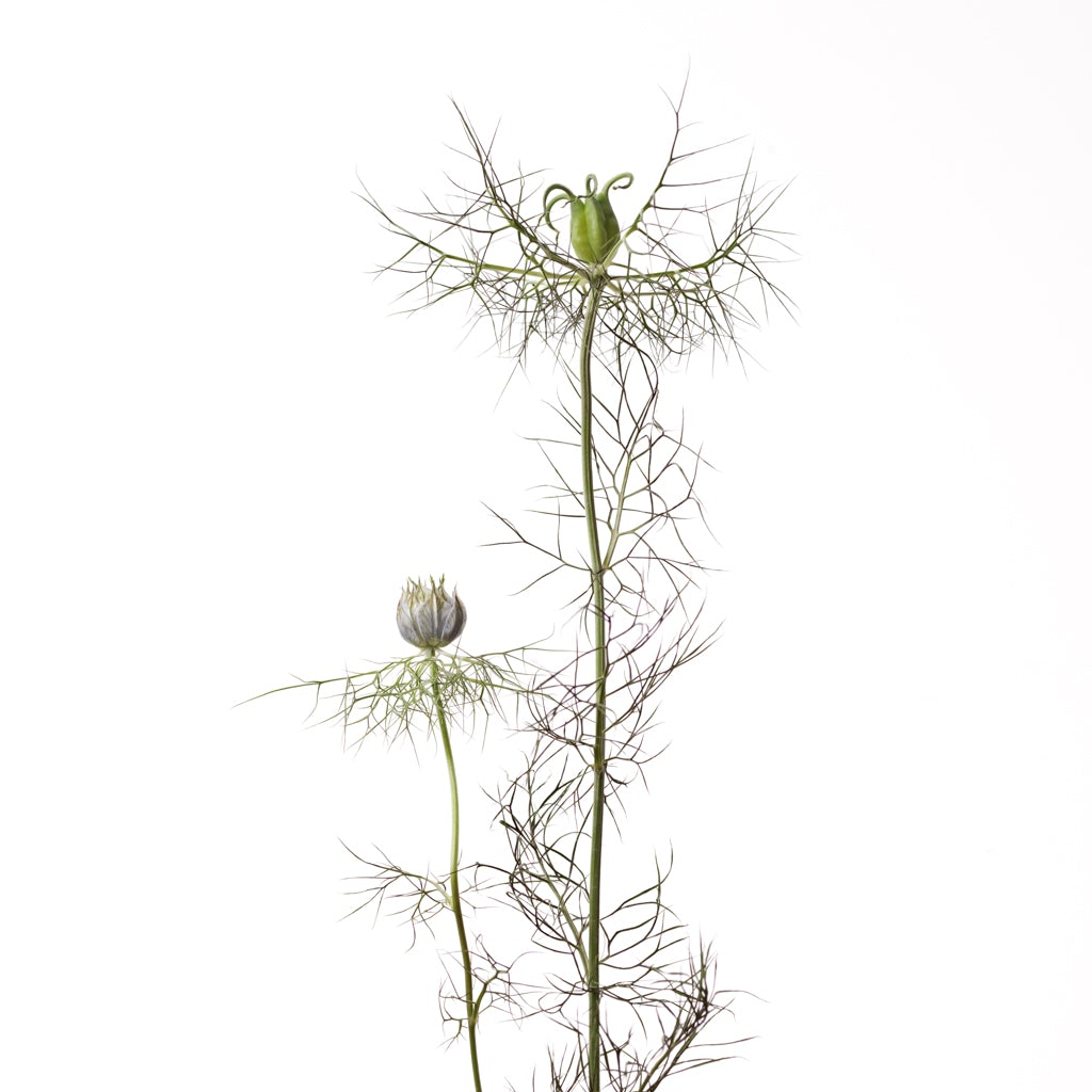 Nigella by Michael Frank photographer