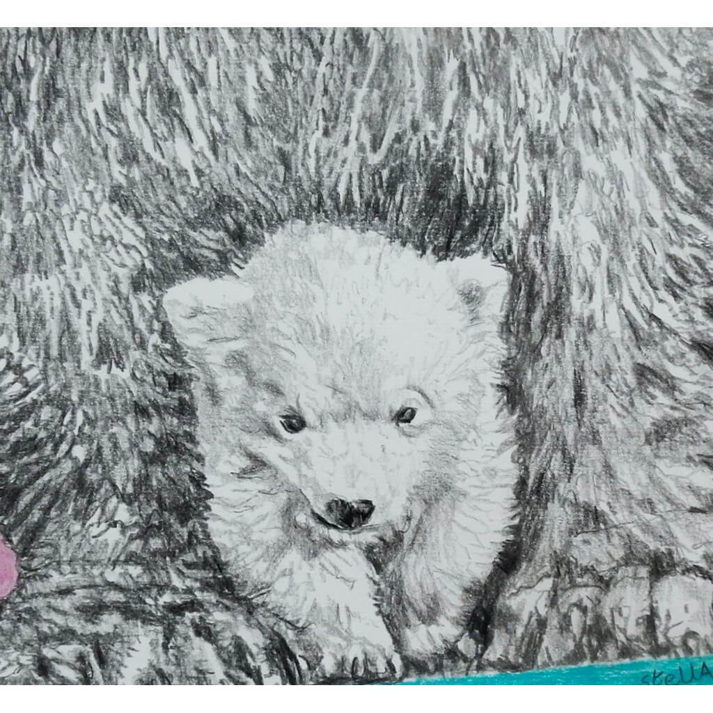 Polar bears pencil on paper by Stella Tooth